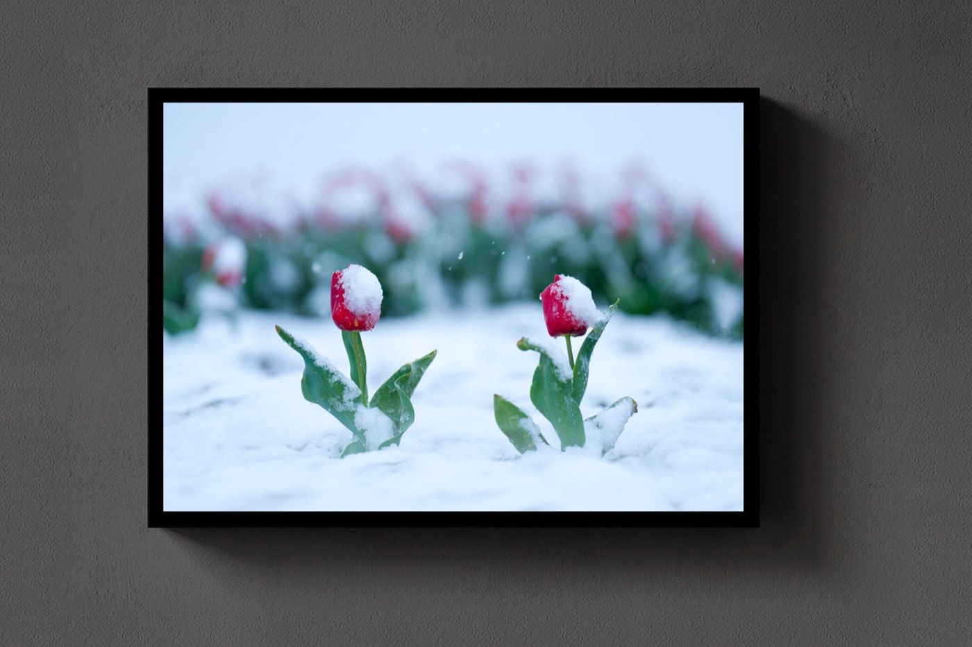 Snowkissed Tulips