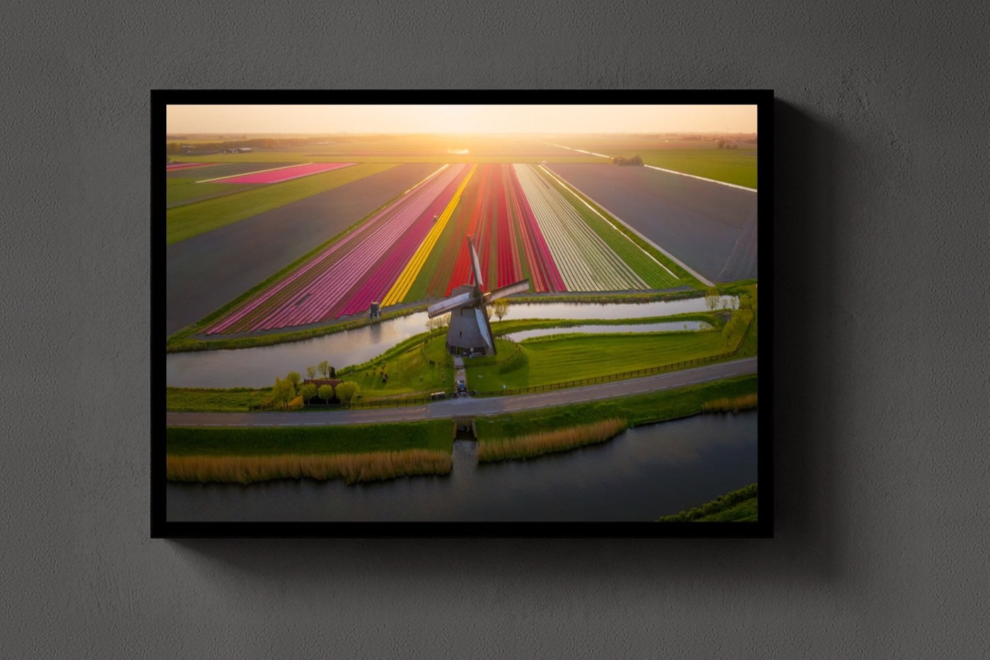 The Classic Tulip Field