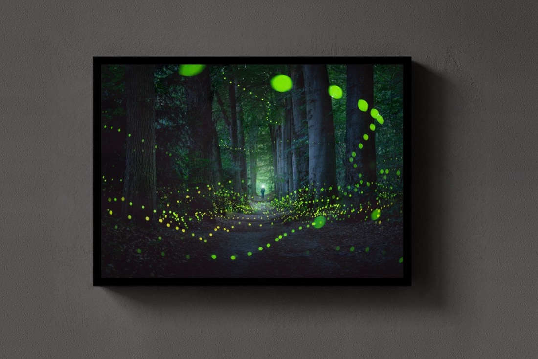A Forest Full Of Fireflies