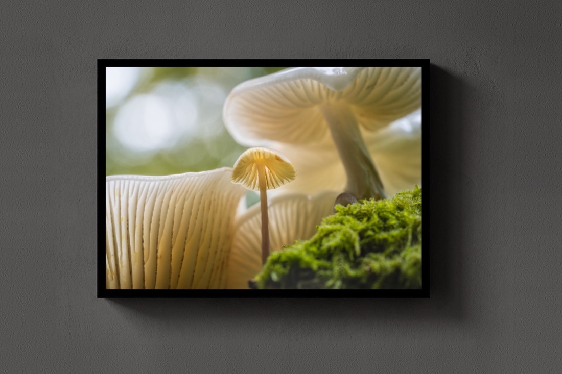 Among the Gills