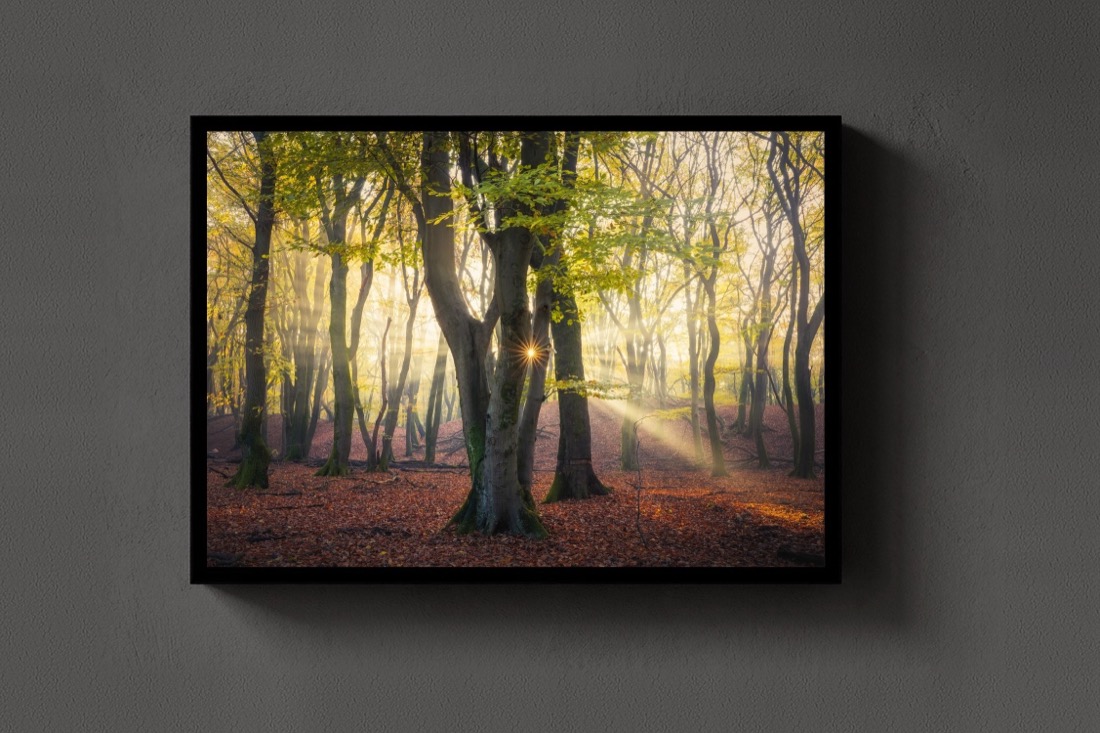 Autumn Forest