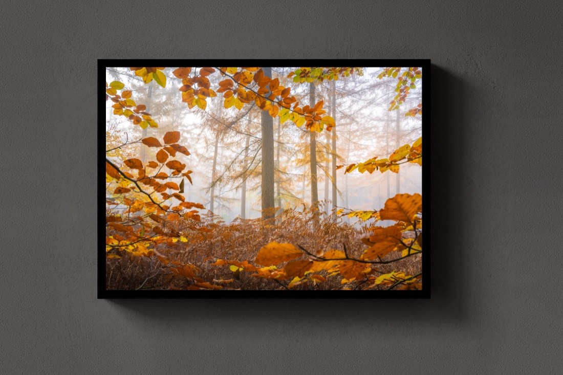 Autumn Light