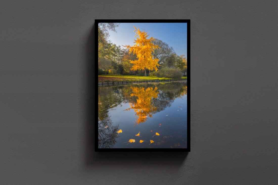 Autumn Reflection