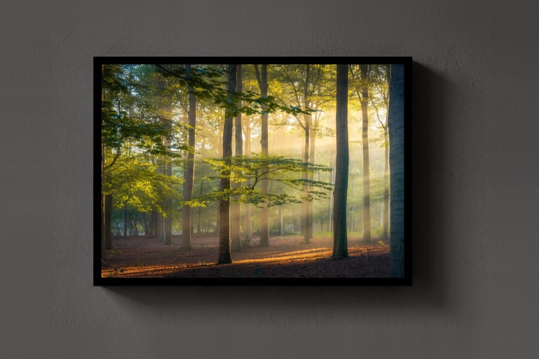 Beams in the Beech