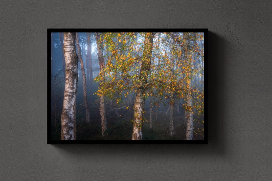Birch in Autumn