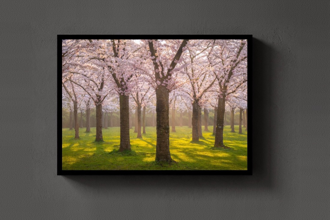Blossom Avenue