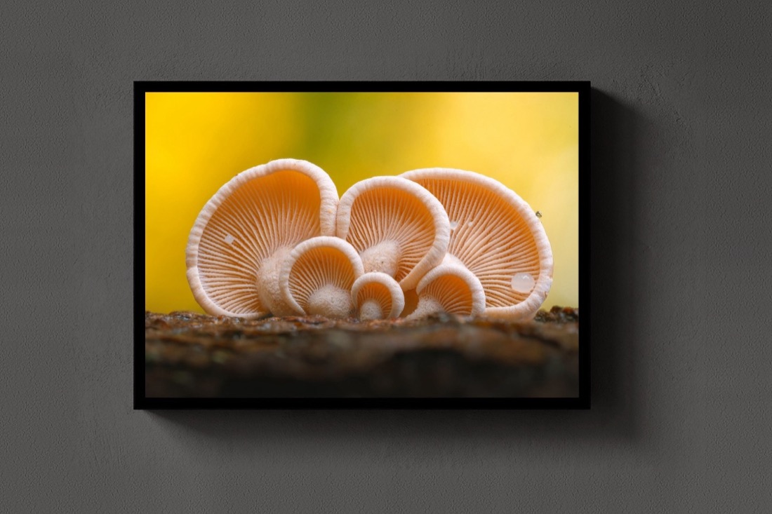 Earshrooms