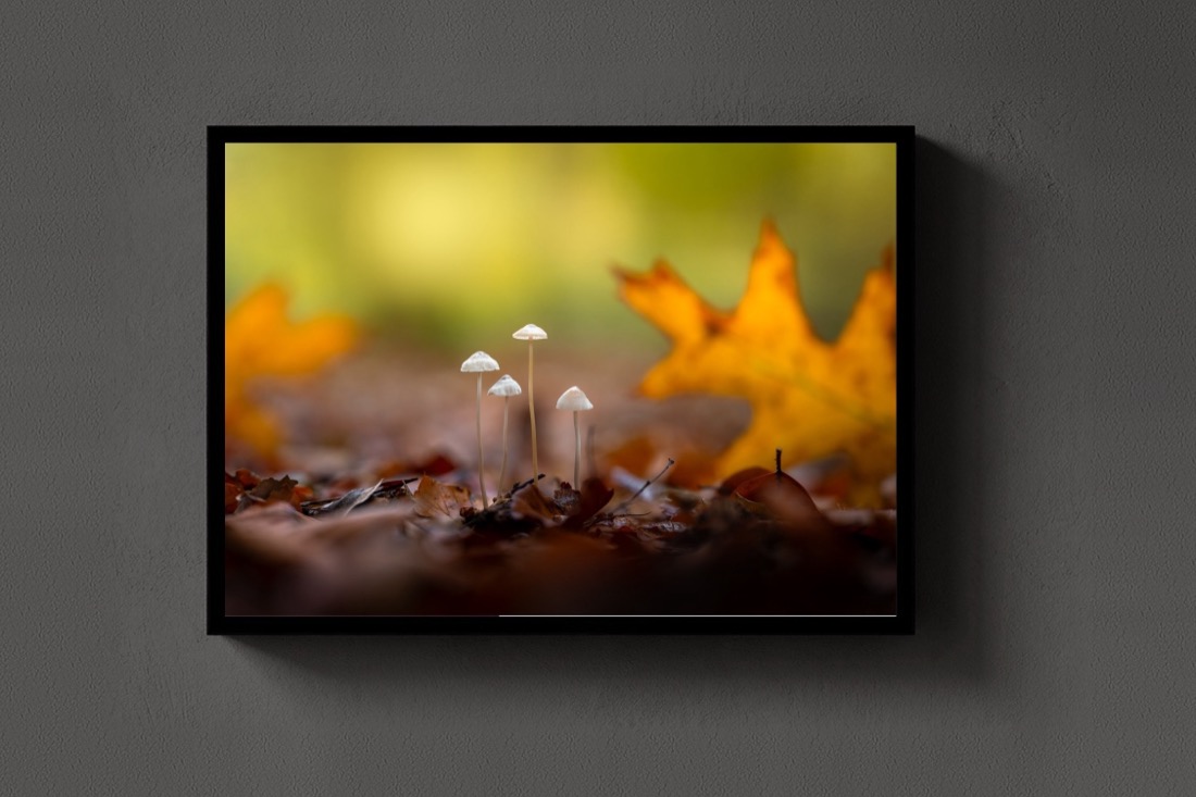 Four in the Leaves
