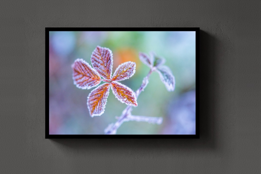 Frost Flowers