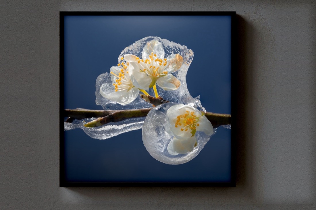 Frozen Flowers
