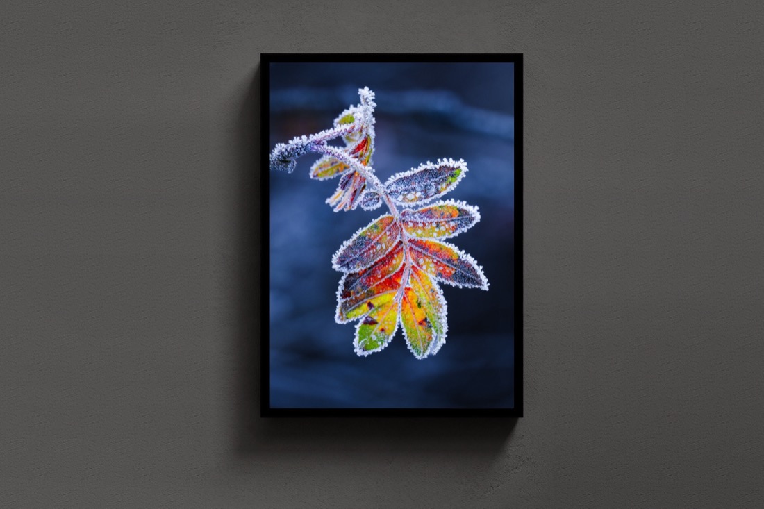 Frozen Leaf