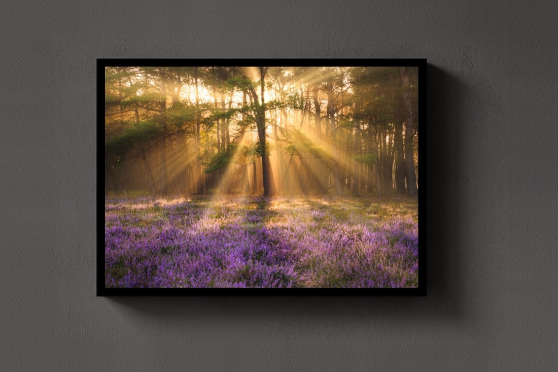 Heather and Light