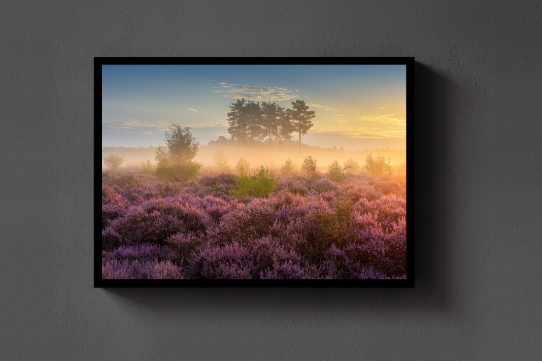 Heather at Dawn