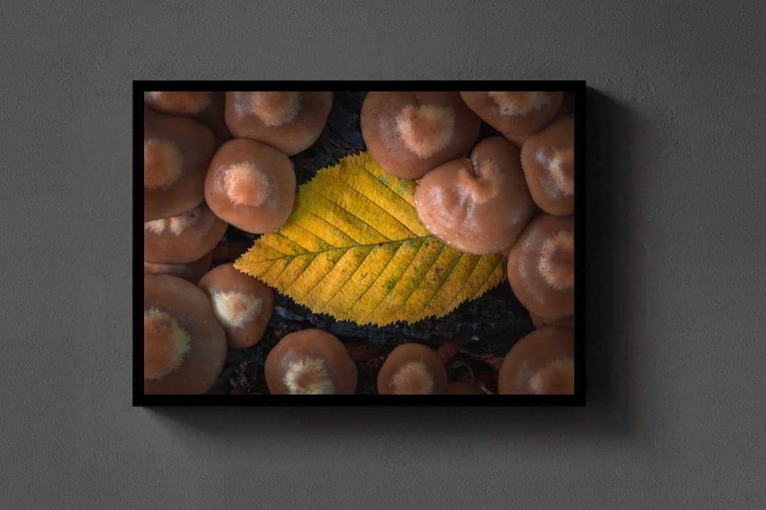 Leaf Among Mushrooms