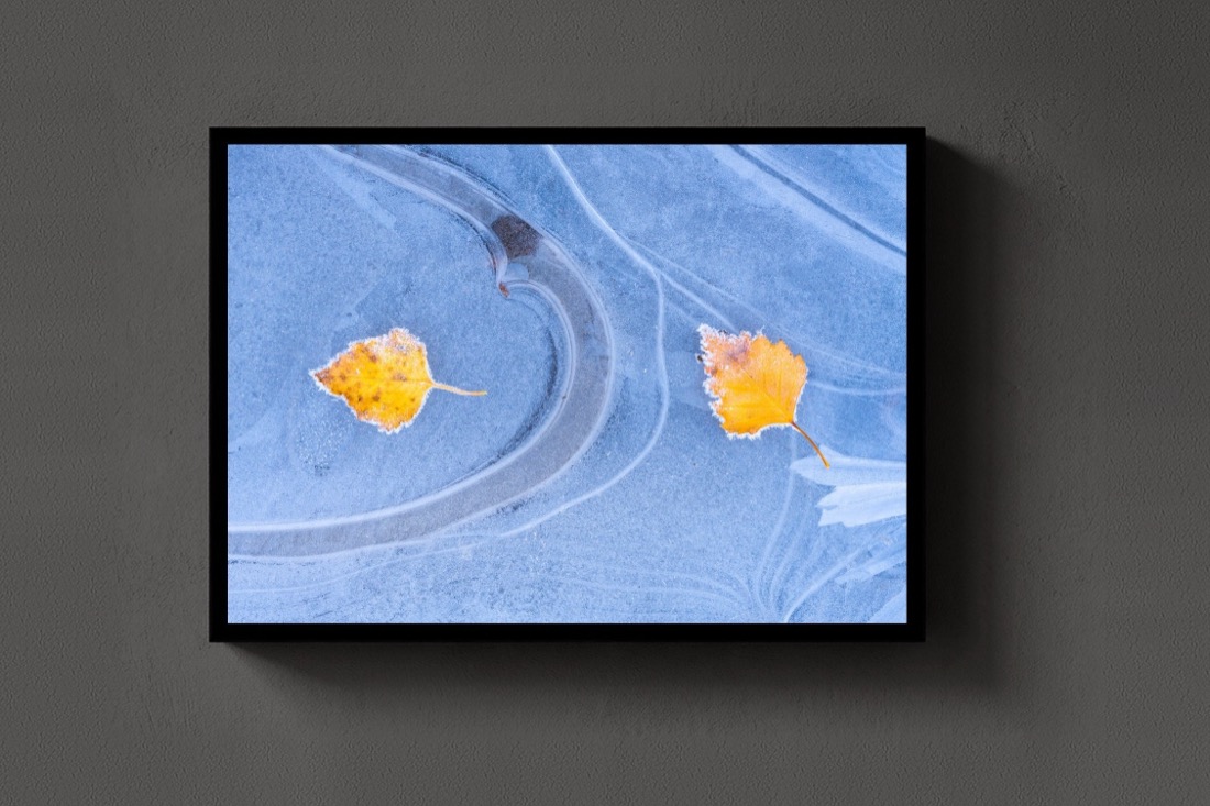 Leaves on Ice