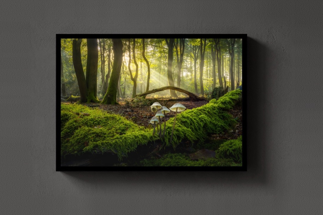 Light on the Moss