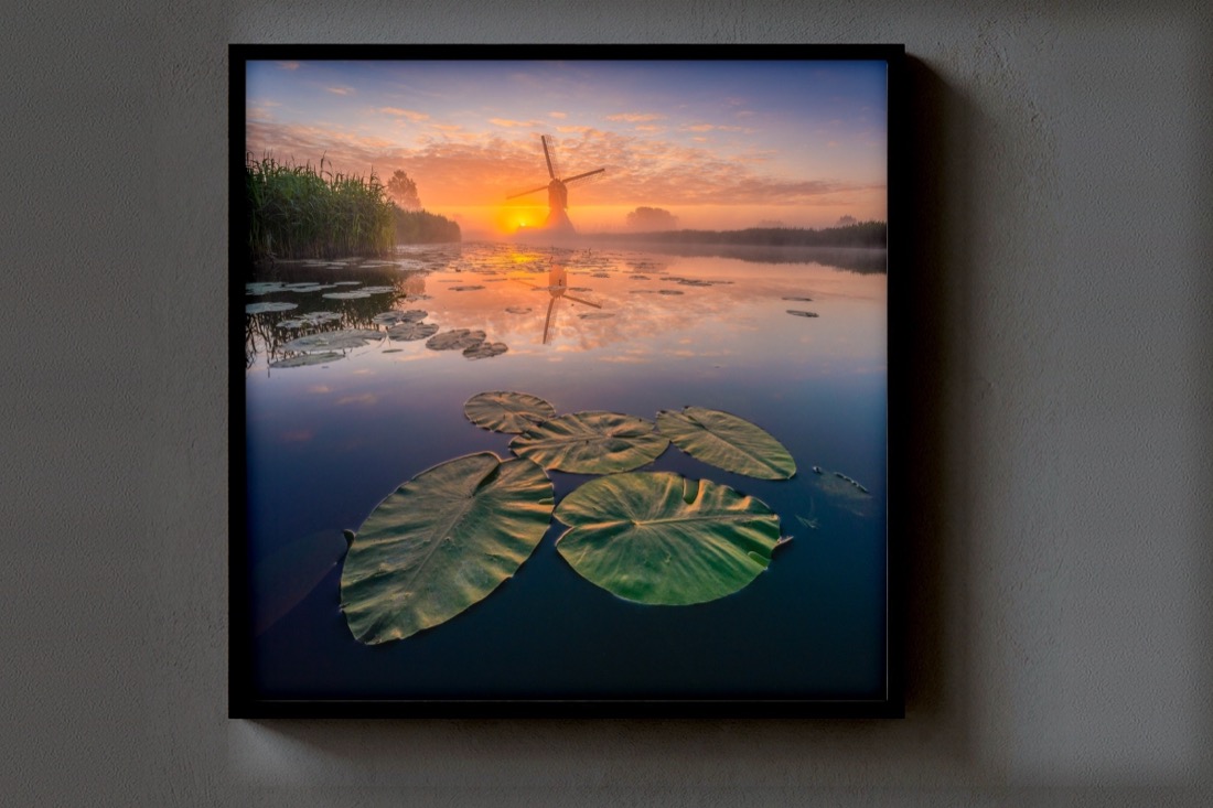 Lilies at Sunset
