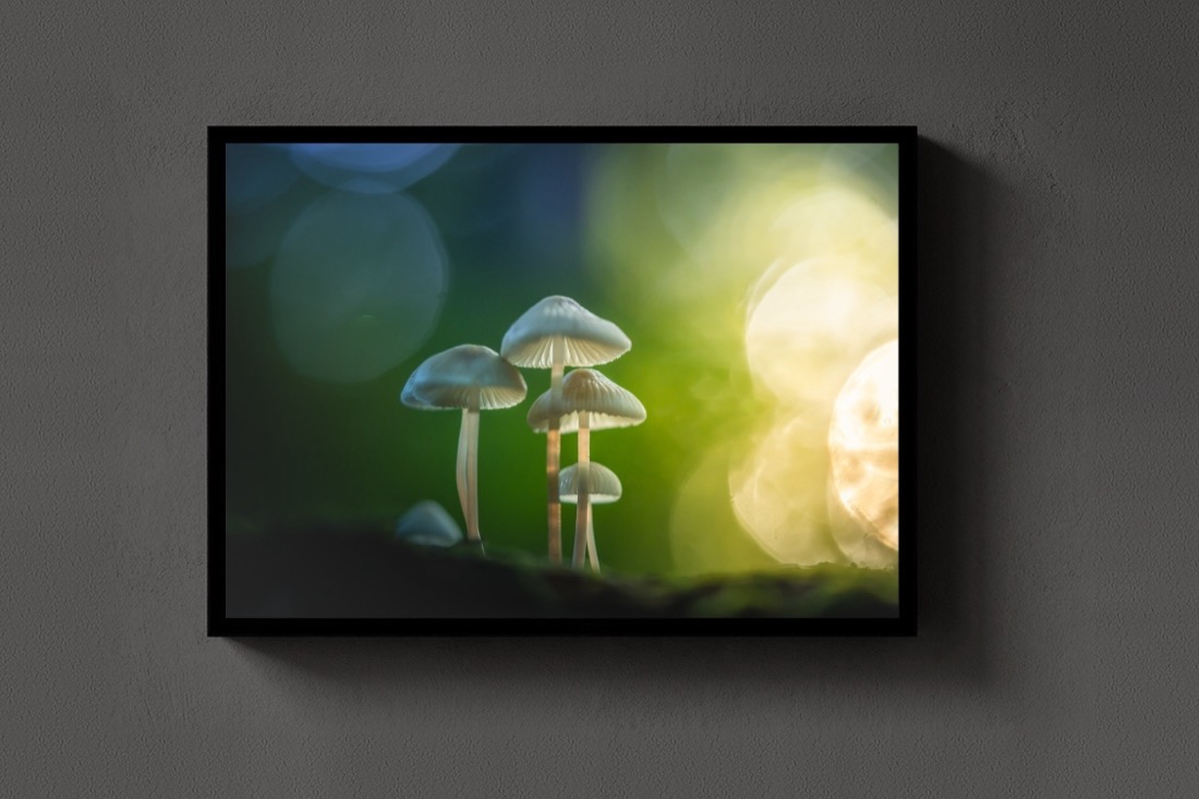Mushroom Magic