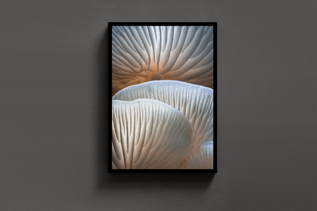 Porcelain Curves