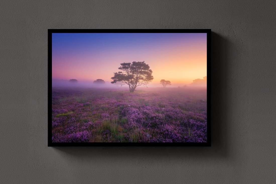 Purple Dream