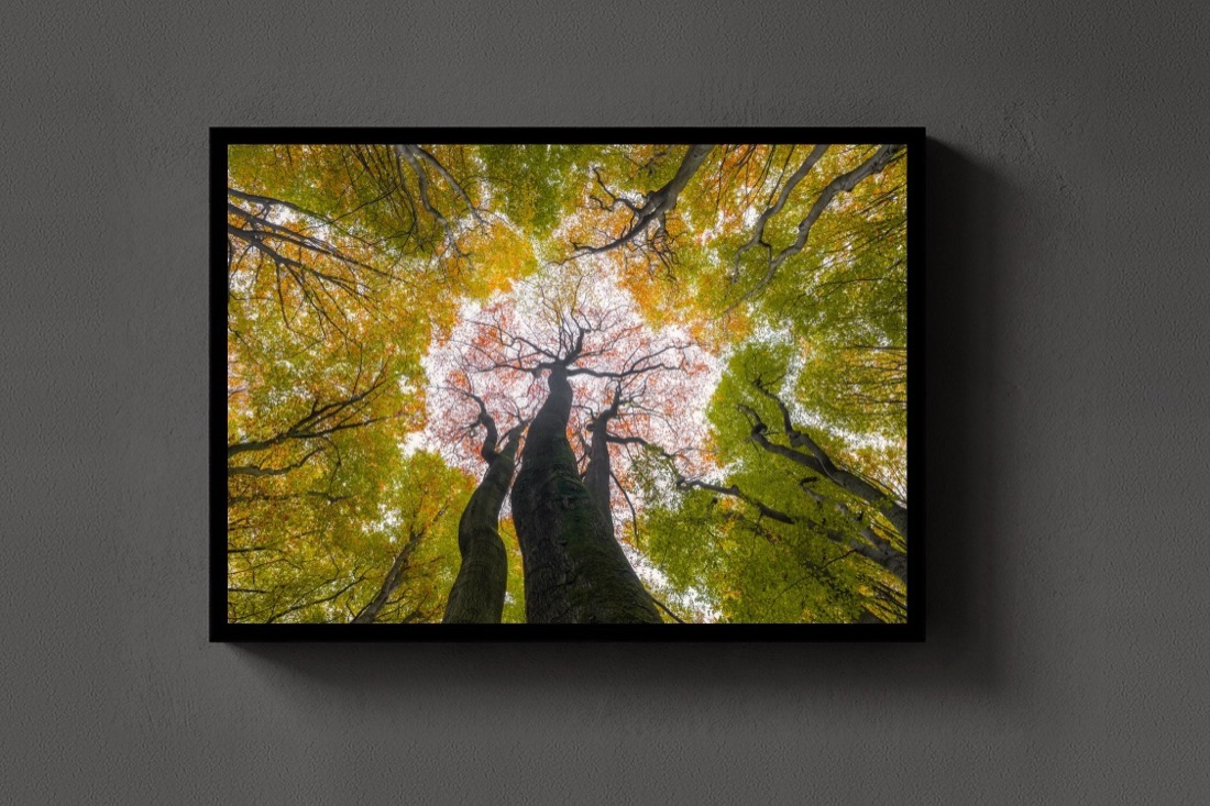 Reaching for Autumn