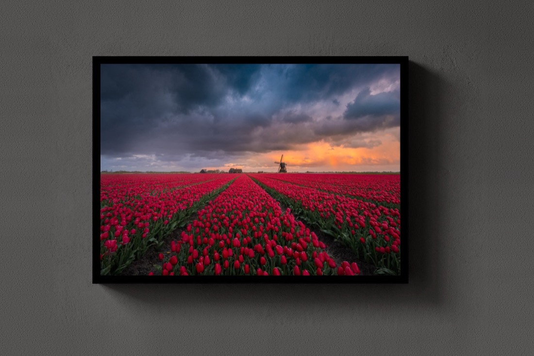 Red Fields, Dark Sky