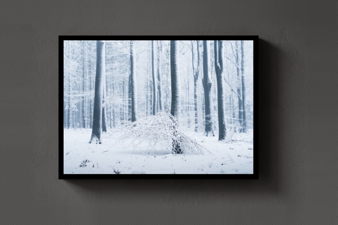 Snow Forest