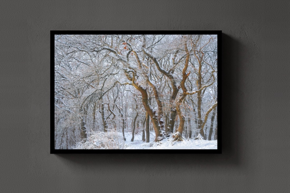 Snow Oaks