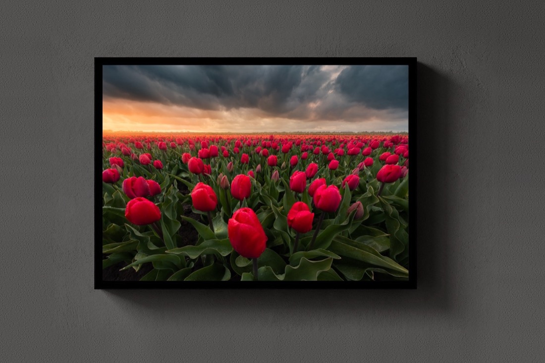 Stormy Tulips
