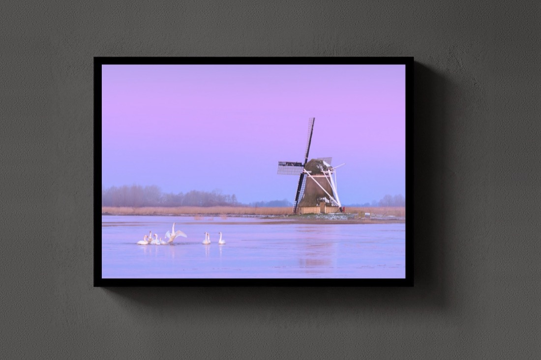 Swans at the Mill