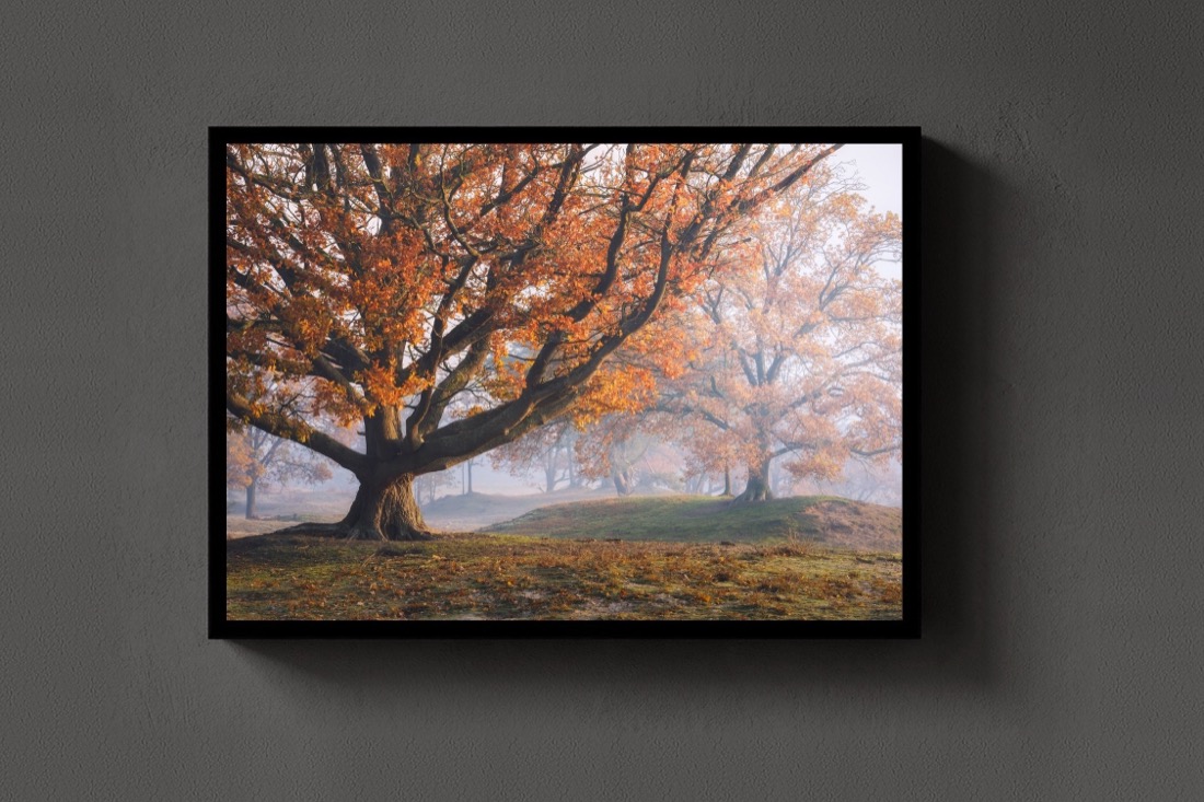 The Autumn Oak