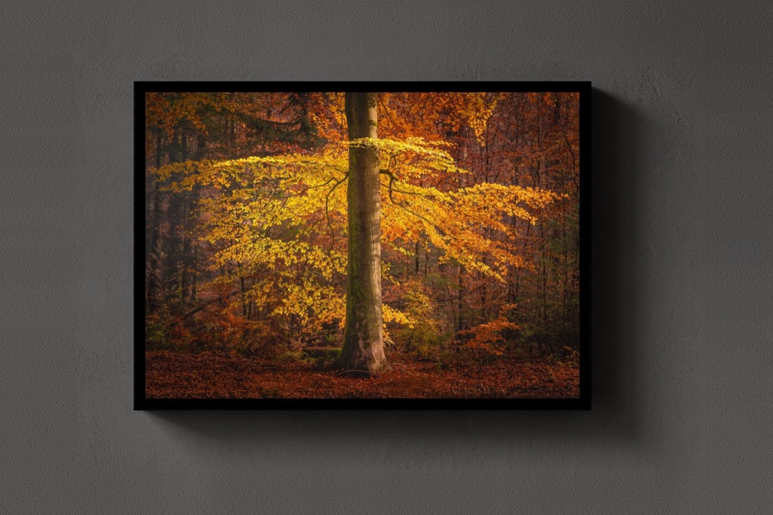 The Autumn Umbrella