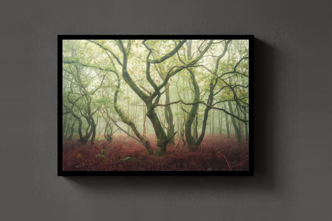 The Dancing Trees