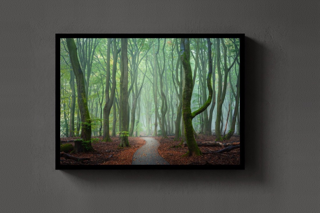 The Forest Path