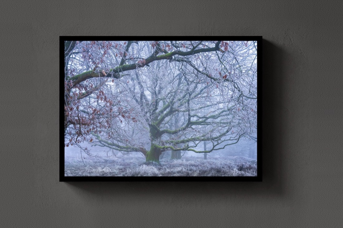 The Frosted Oak