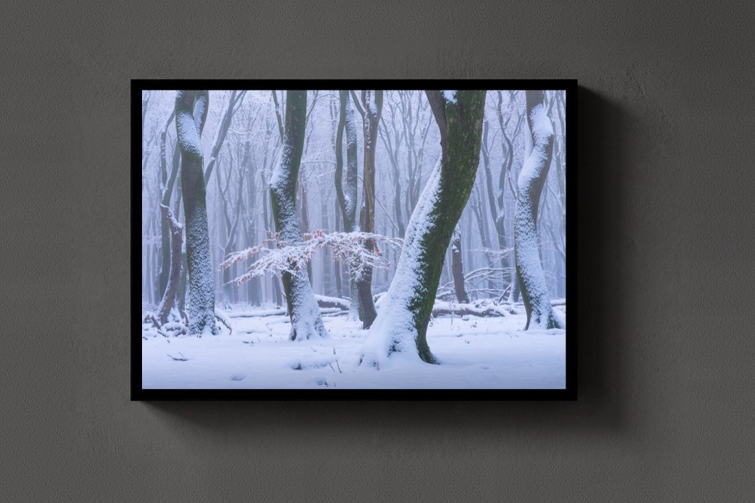 The Frozen Forest