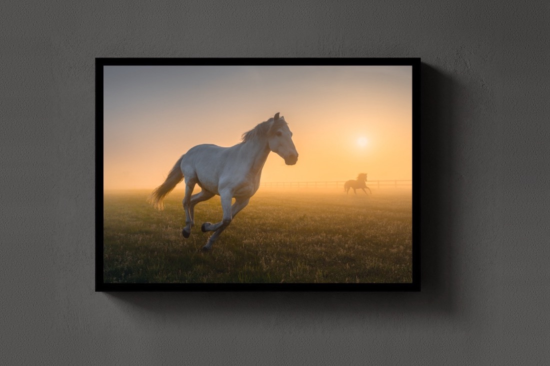 The Gallop