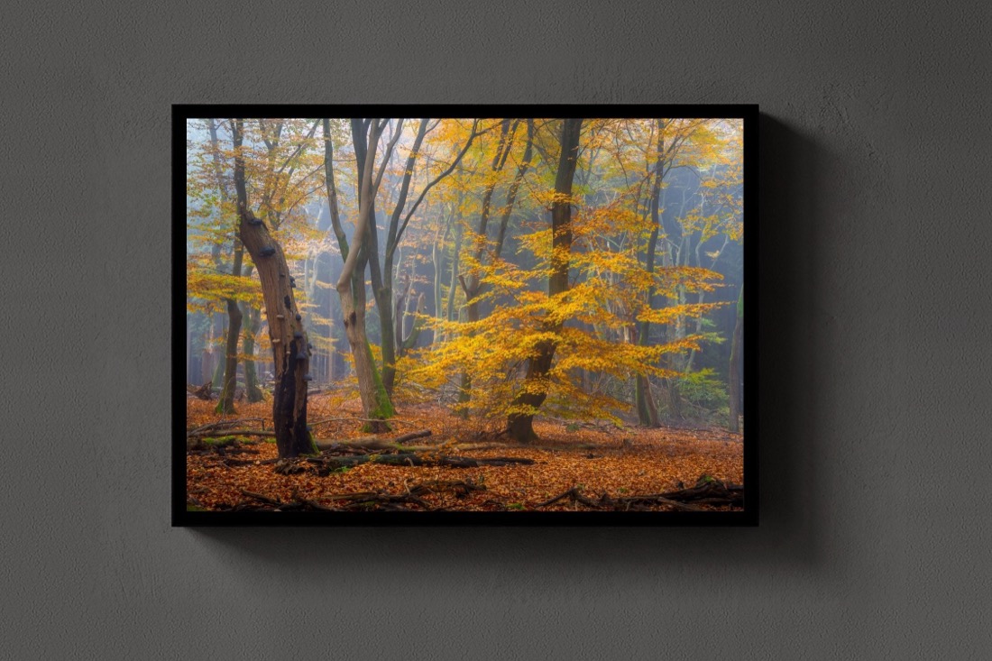The Golden Beech