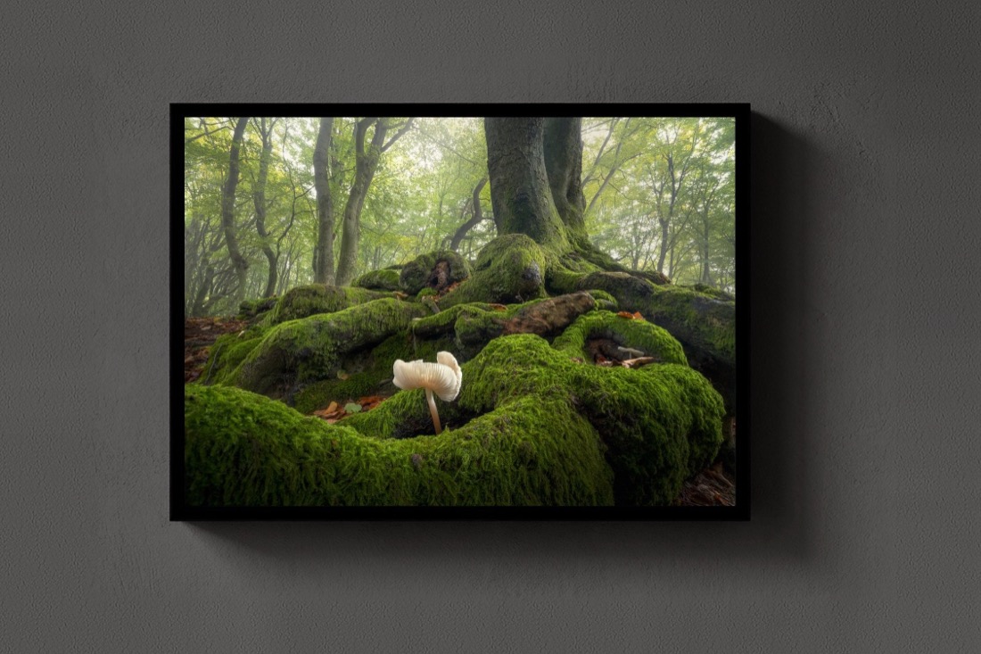 The Moss Garden