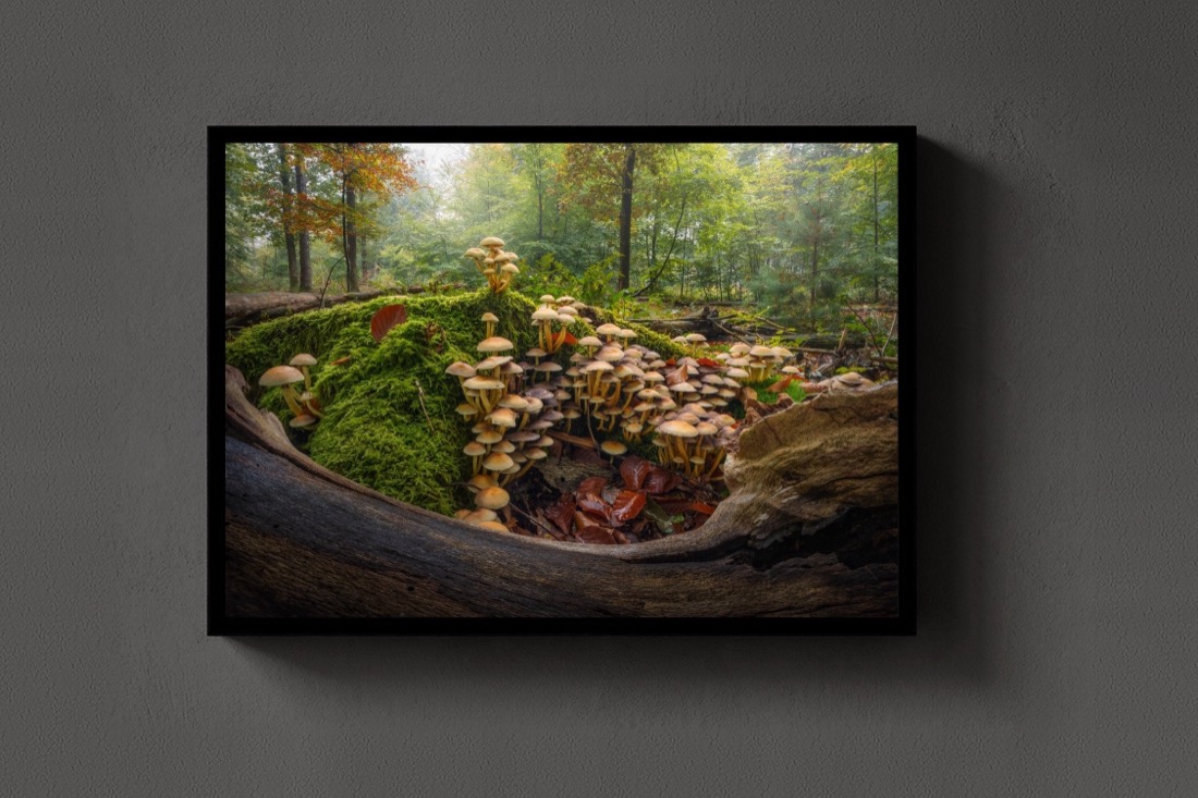 The Mossy Kingdom