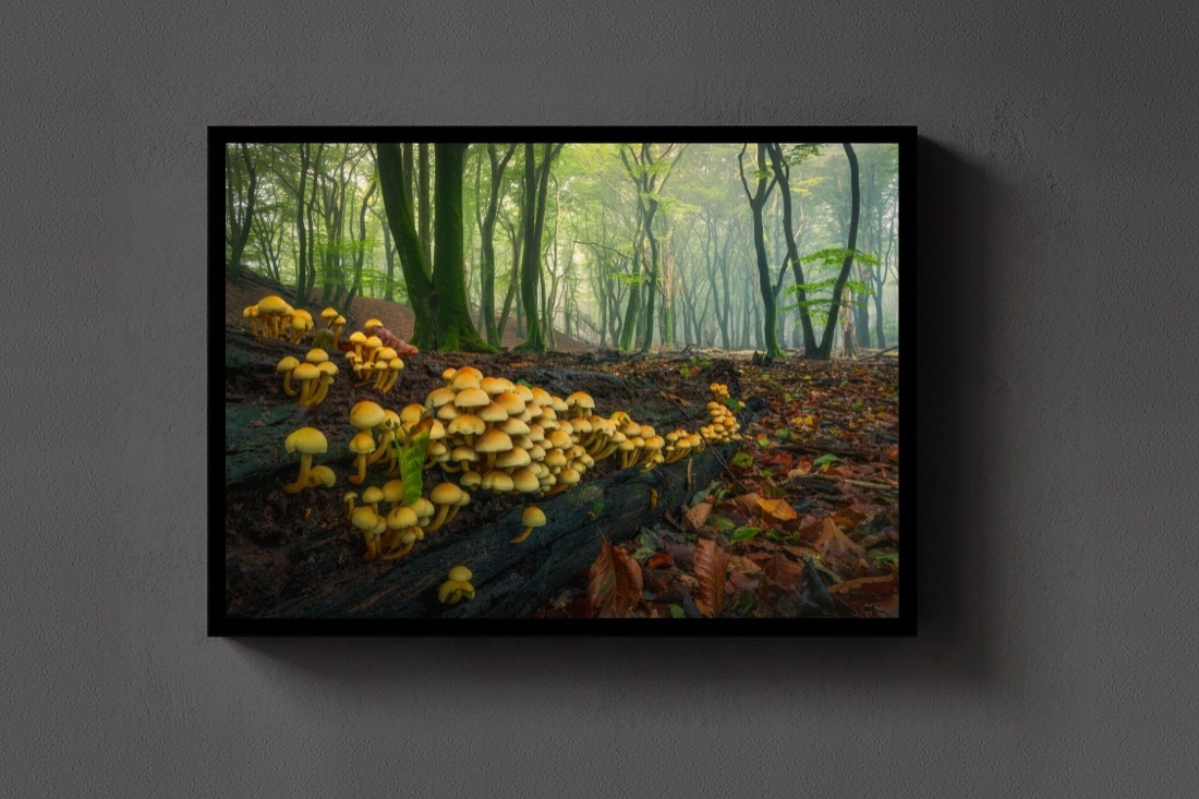 The Mushroom Colony