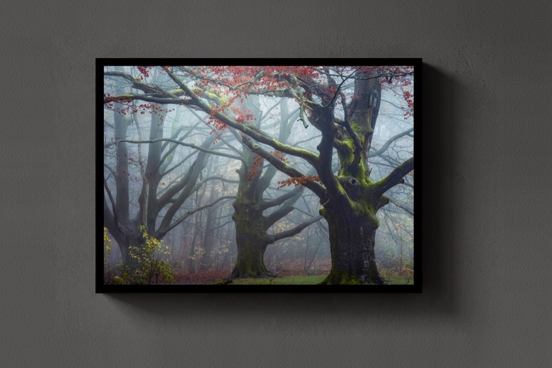 The Old Beech