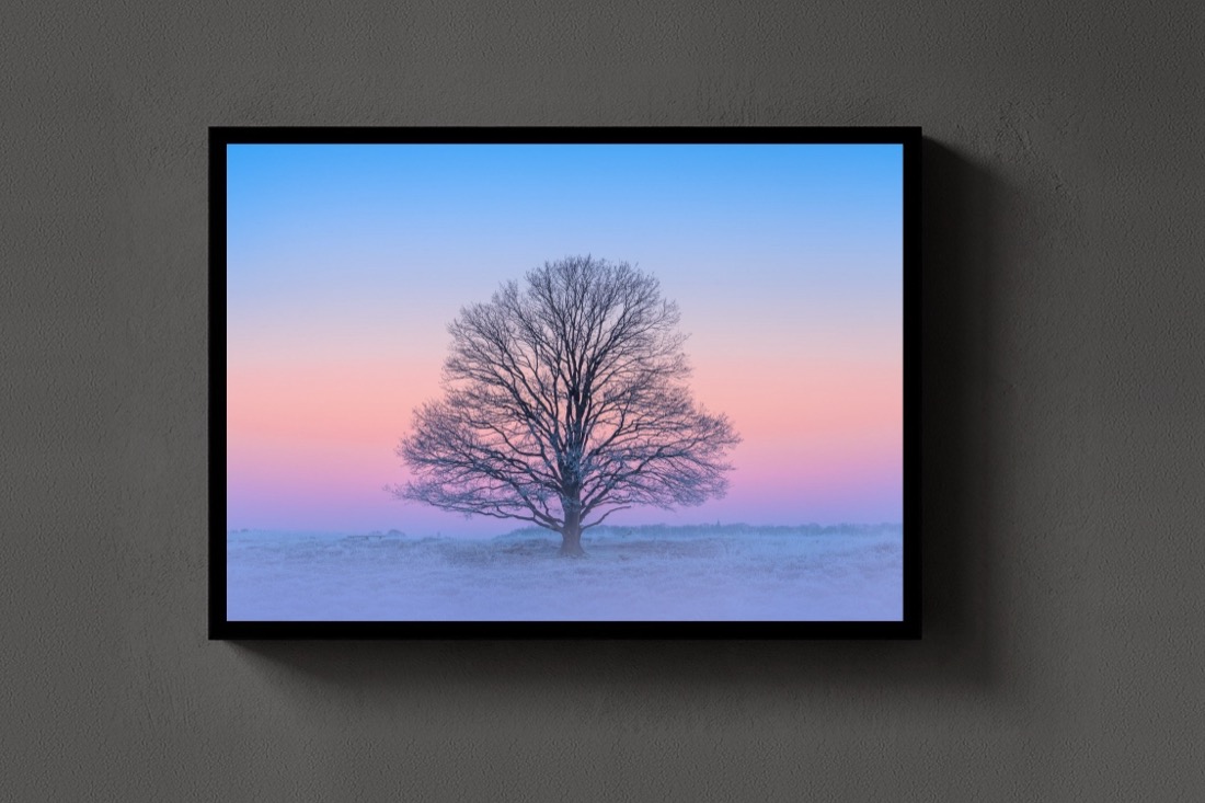 The Pink Morning