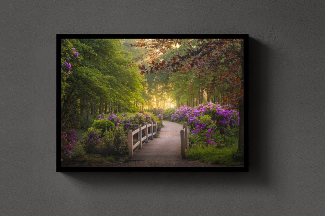 The Rhododendron Path