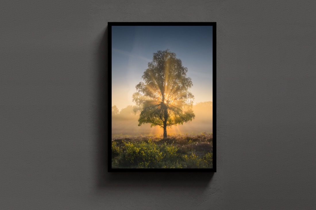 The Sun Tree