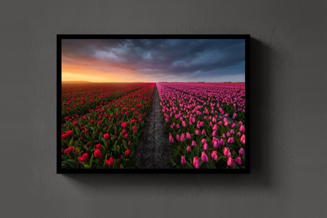 The Tulip Road