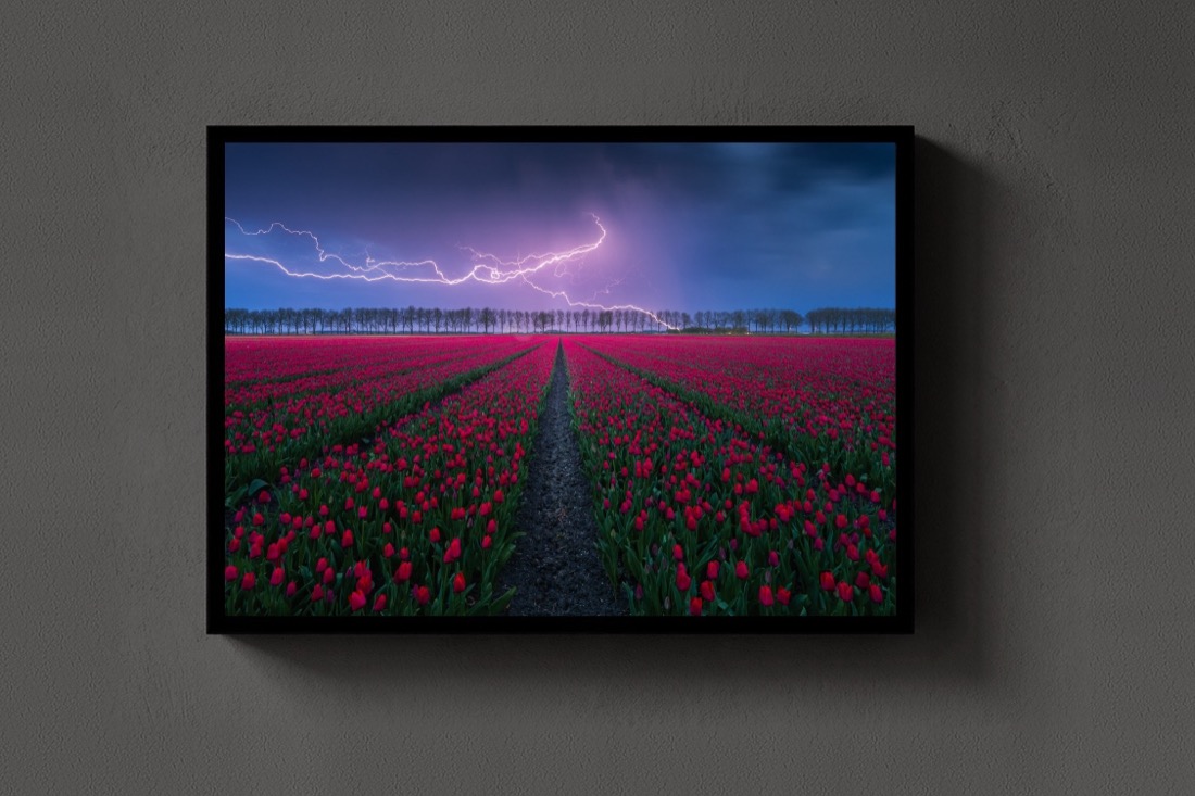 Tulip Strike