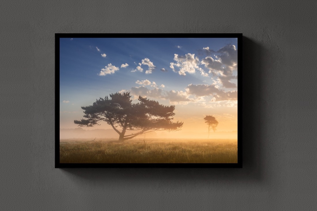 Two Trees at Dawn