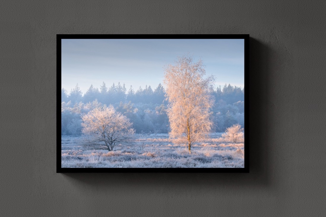 White Morning