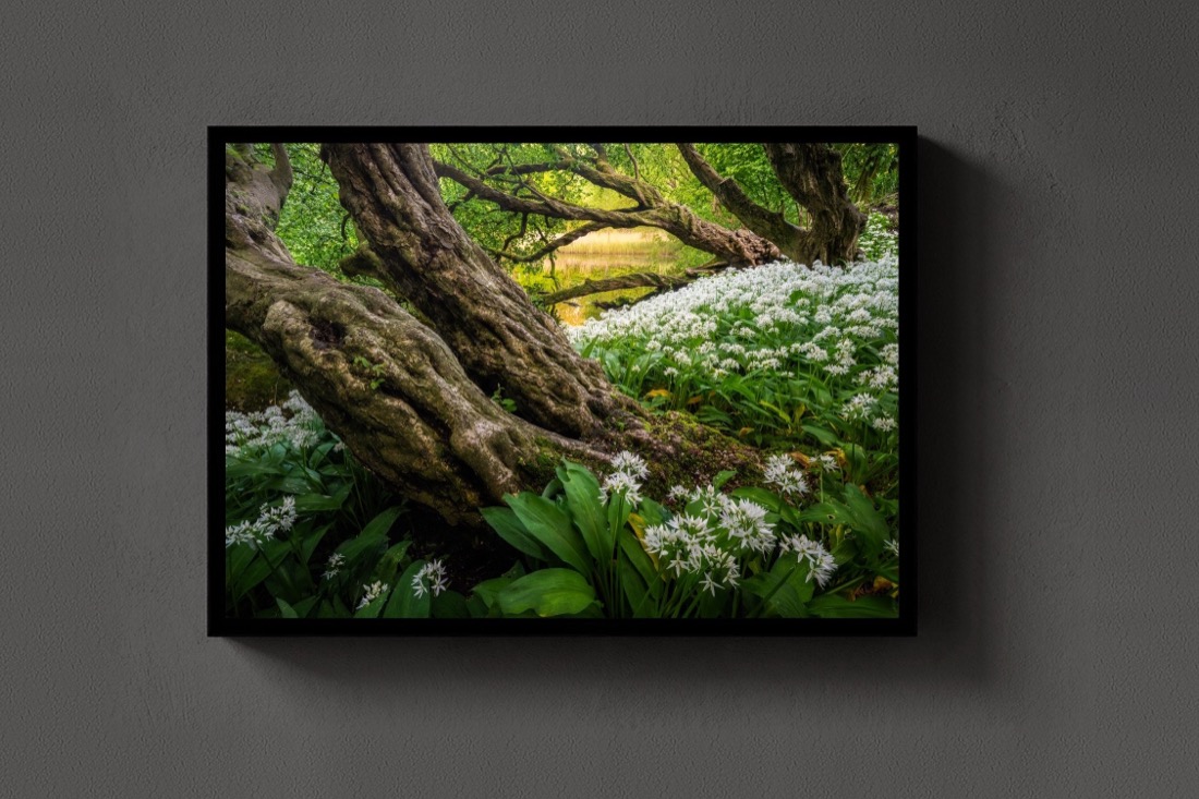 Wild Garlic Wood